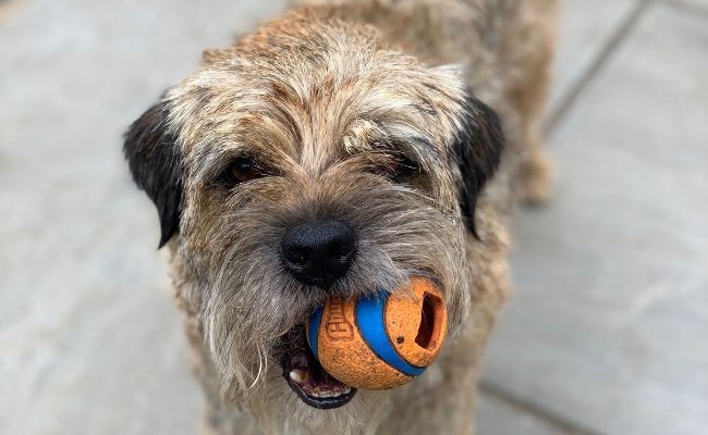 Rafferty, the Border Terrier