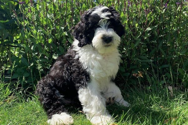 Neffie, the Portuguese water dog