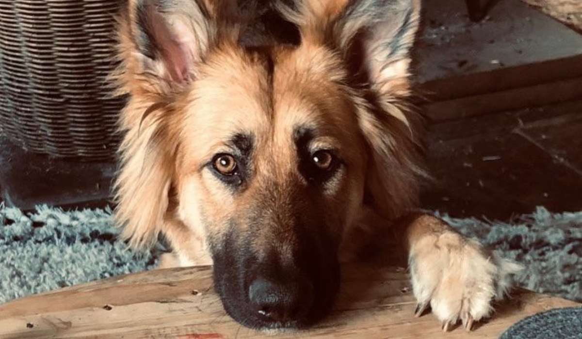 A beautiful German Shepherd Dog is resting their muzzle and one paw on a wooden table, hoping to get some pub grub! 