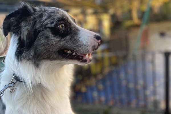 Milo the Border Collie excited for a trip to the zoo