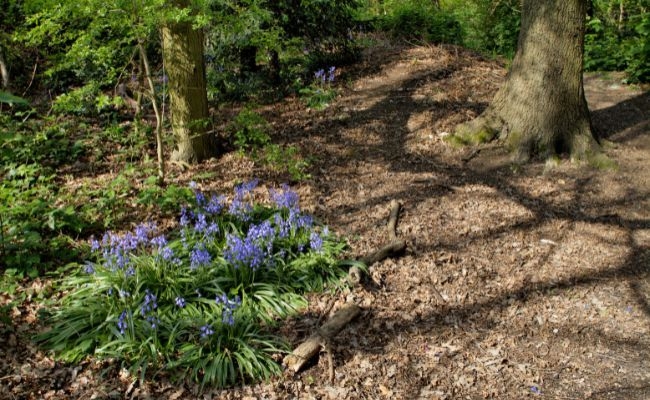 Bluebells along The Bright Side of Balham Walk