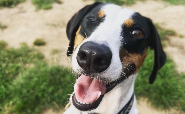 Forrest, the Jack Russell Terrier