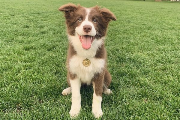 Doggy member Chopsticks, the Border Collie puppy, sitting happily on a patch of grass