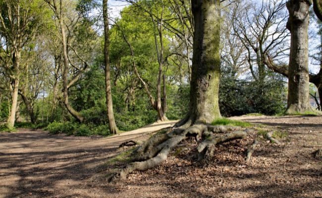 A quiet woodland area of Tooting Common, London