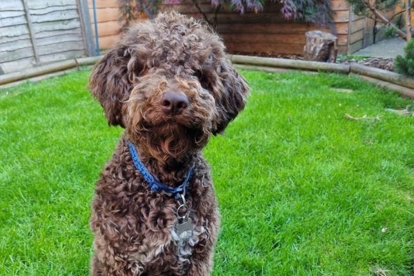 Rolo, the lagotto romagnolo