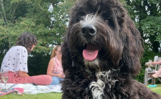 Chip, the Cross Breed, focusing on their human at a picnic, hoping for a treato