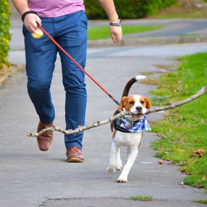 Doggy member Archie