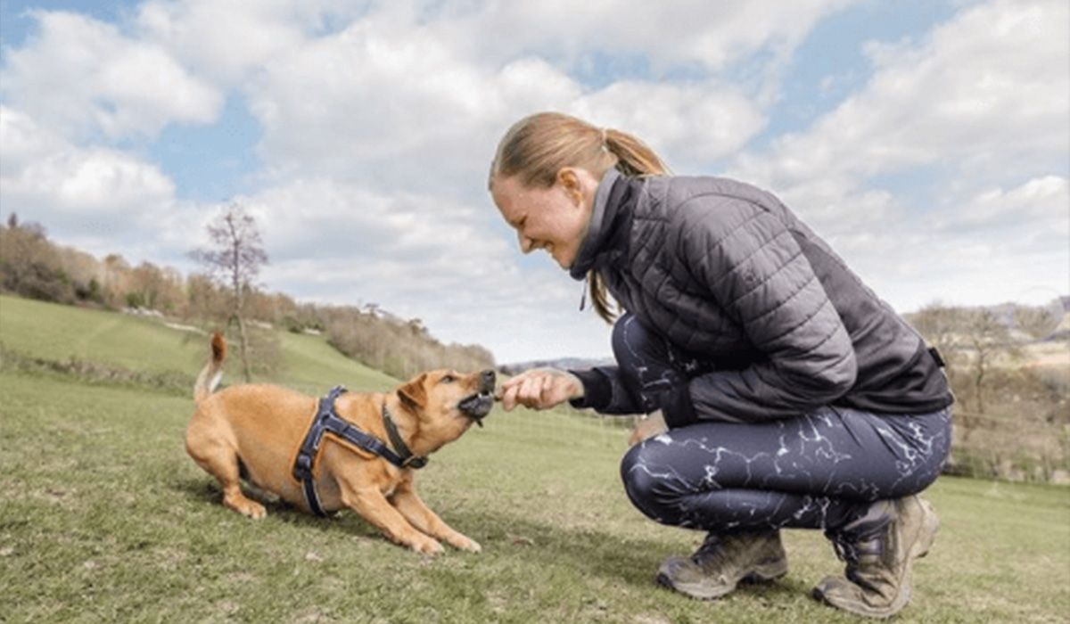 A small, tan dog and human play tug of war outdoors