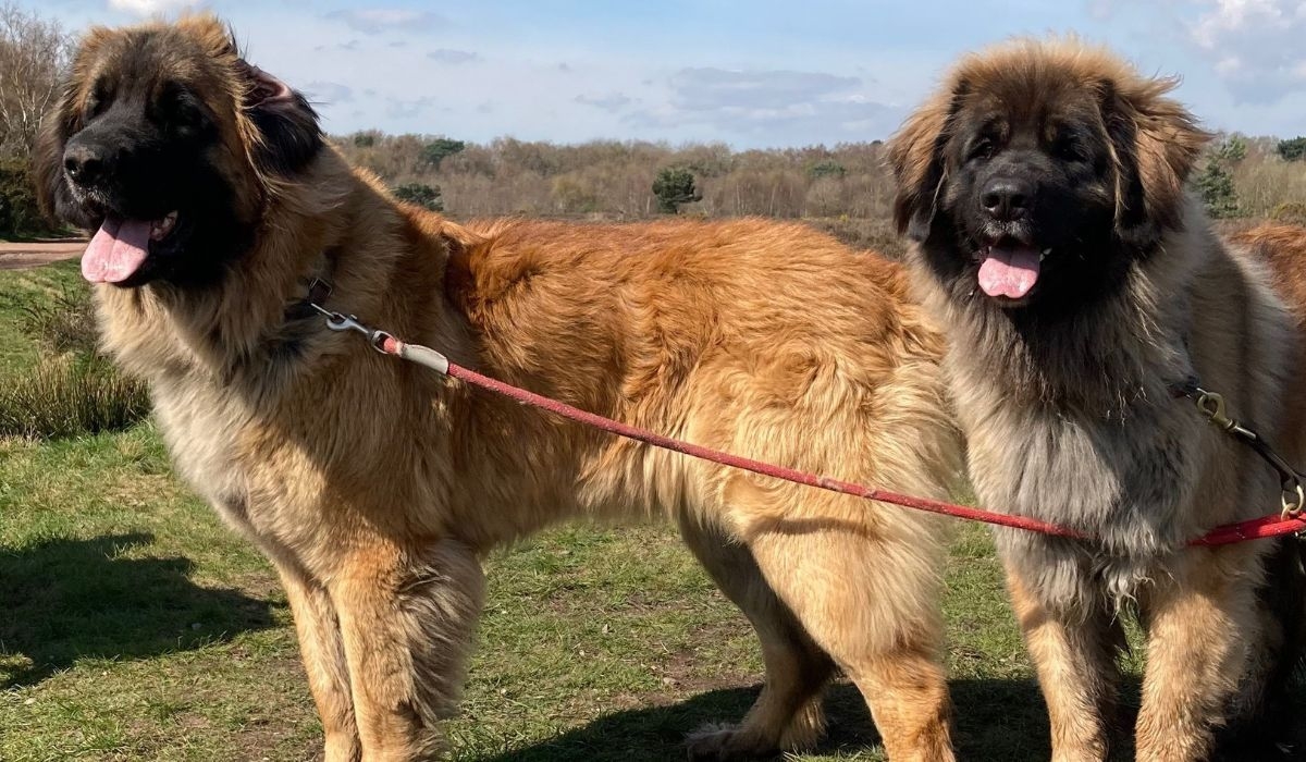 Leonbergers