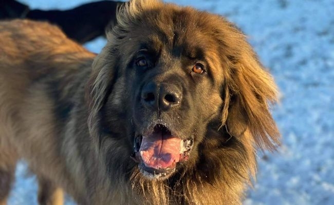 Gimli, the Leonberger