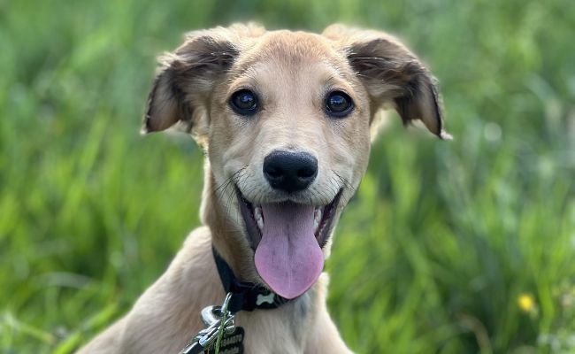 Lyra, the Saluki