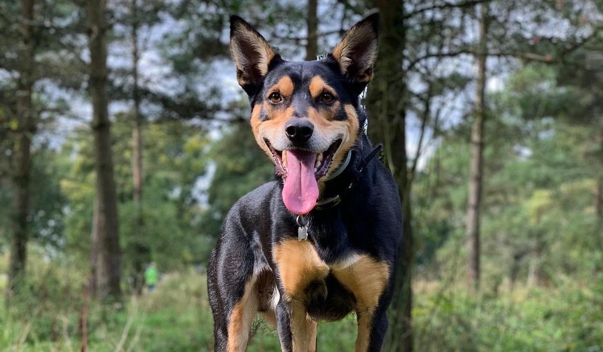 Australian Kelpie