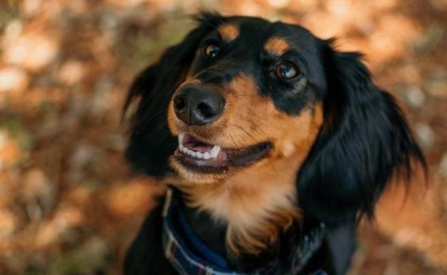 Frankie, Long Haired Dachshund