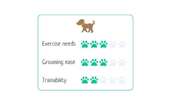 Chow Chow  Exercise Needs 3/5 Grooming Ease 3/5 Trainability 2/5