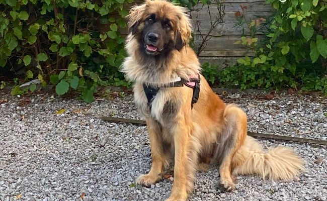 Doris, the Leonberger