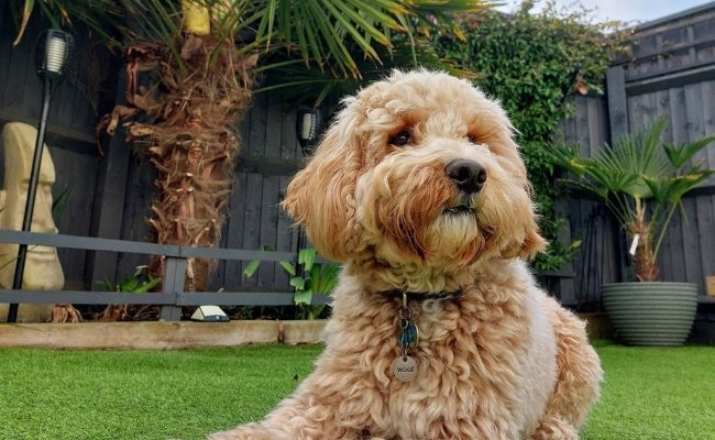 Doggy member Milo, the Cockapoo chilling in the garden