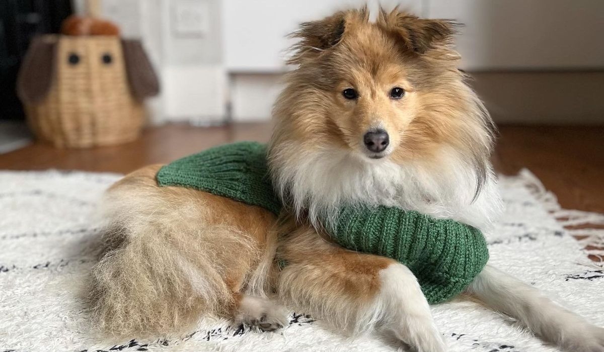 Shetland Sheepdog