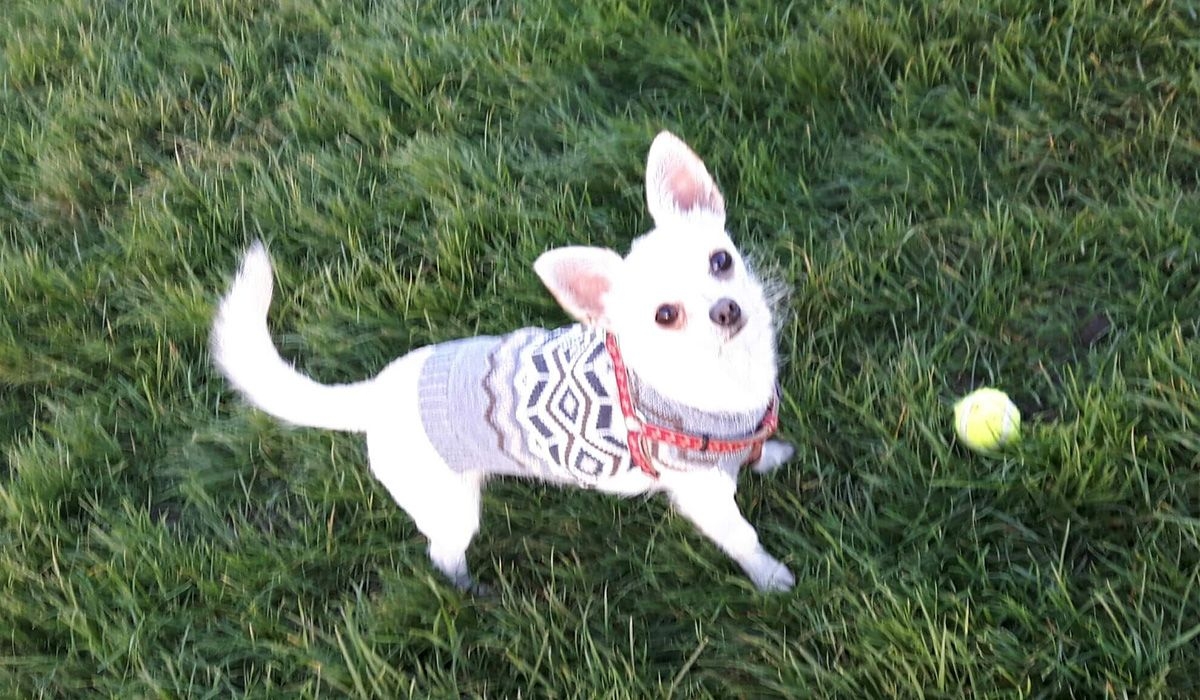 George plays with a ball on some grass