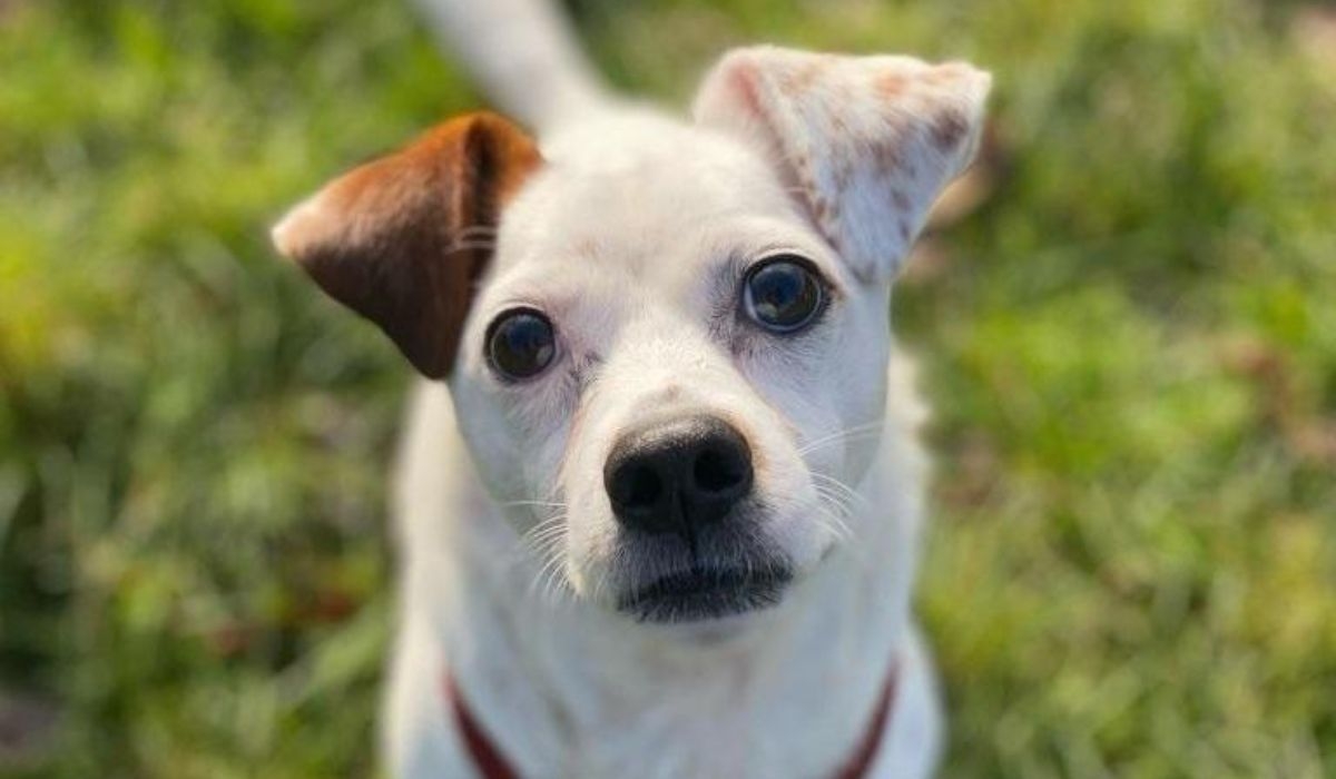 Doggy member Bertie, the Cross Breed, a certified therapy dog with Pets As Therapy