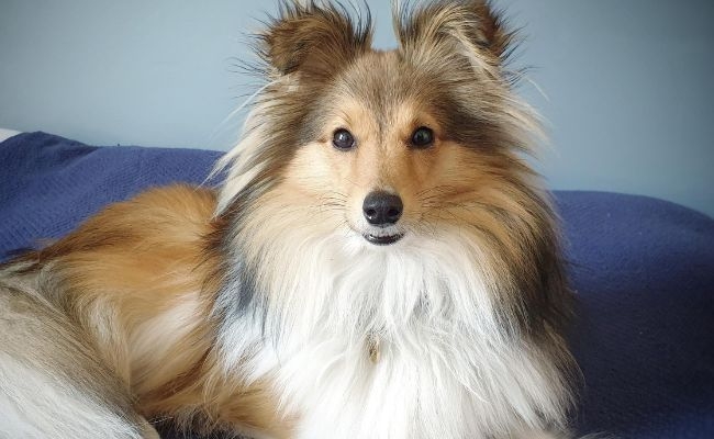 Poppy, the Shetland Sheepdog