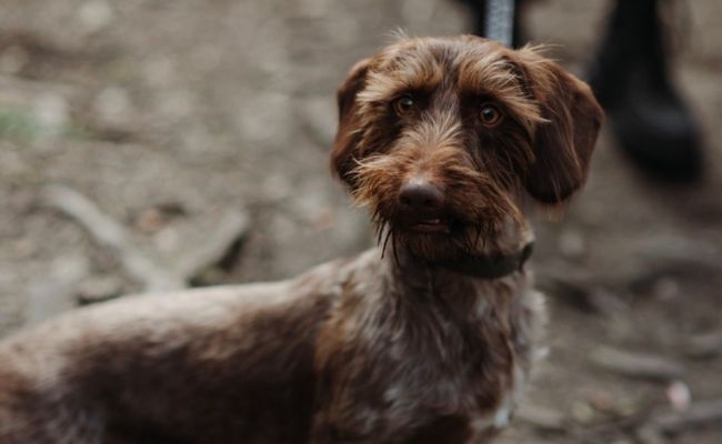 Dexter, the Wire Haired Dachshund