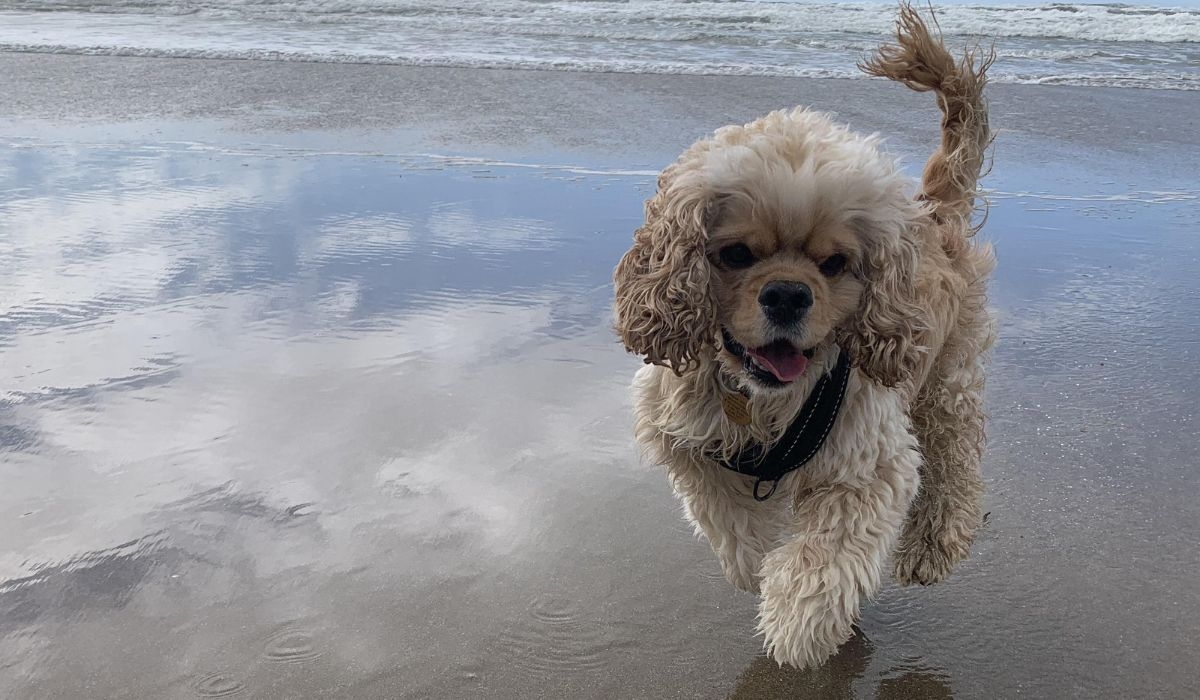 American Cocker Spaniel