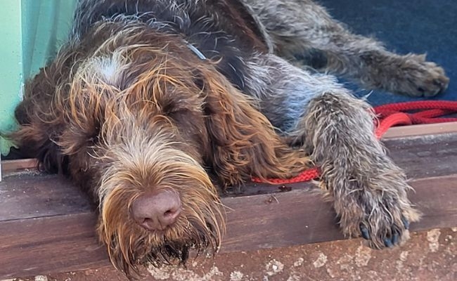 Stanley, the Italian Spinone