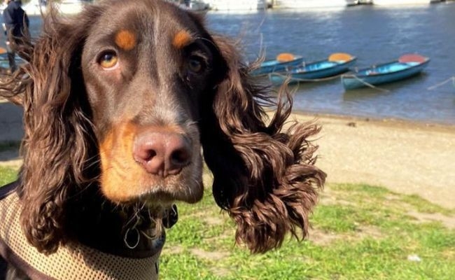 Winnie, the Field Spaniel