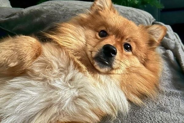 Gordon the Mittel German Spitz lying on his back on a blanket