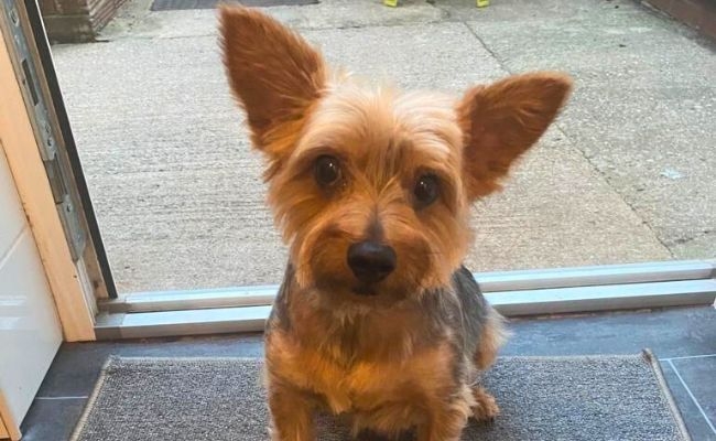 Bingo, the Australian Silky Terrier