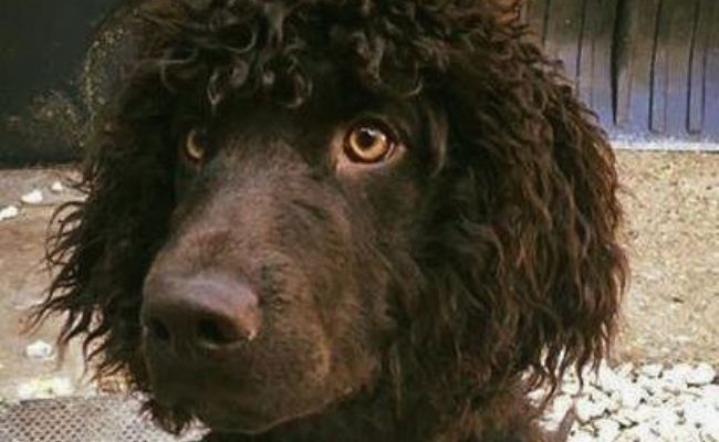 Osmond, the Irish Water Spaniel