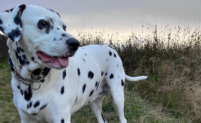 Millie, the Dalmatian