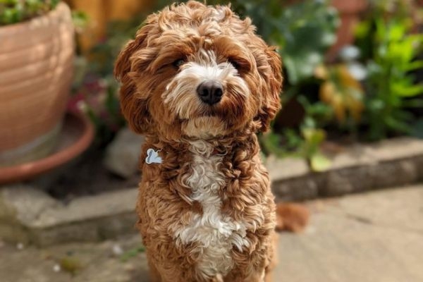 Charlie, the Cavapoo