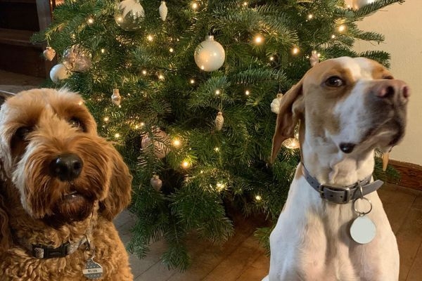 Milton and Wilbur looking ready for a festive christmas dinner