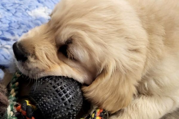 Odi, the Golden Retriever