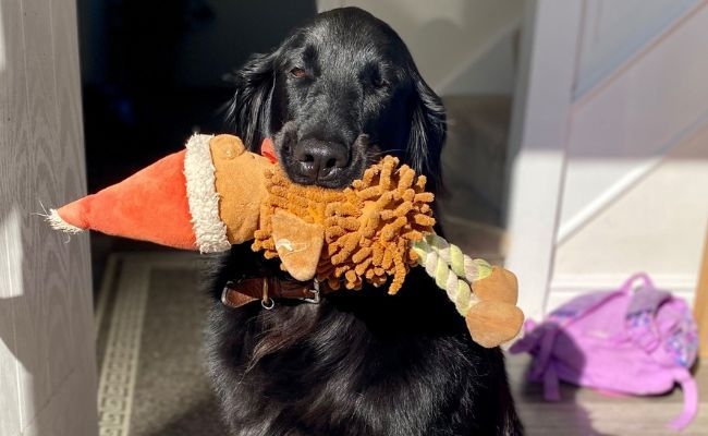 Willow, the Flat Coated Retriever