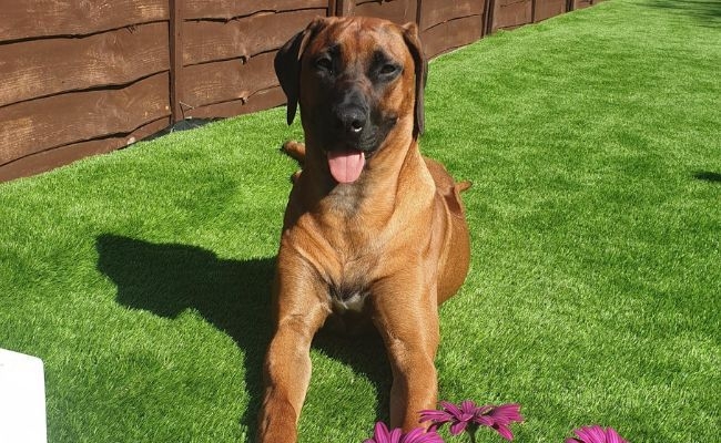 Doggy member Remi, the Rhodesian Ridgeback lying in the garden on freshly cut grass