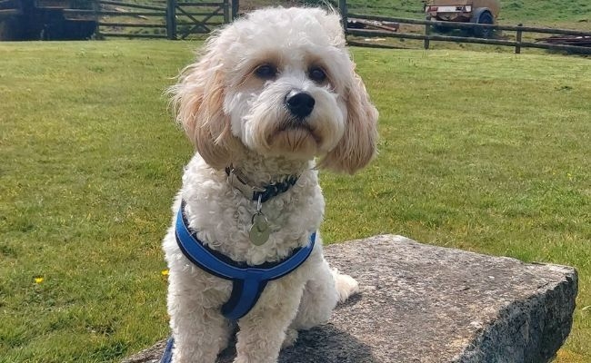 Doggy member Milo, the Cavachon, sitting on a large rock proudly