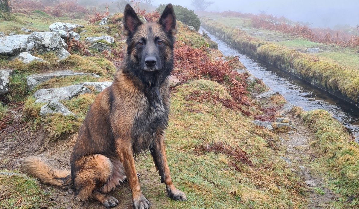 Belgian Shepherd