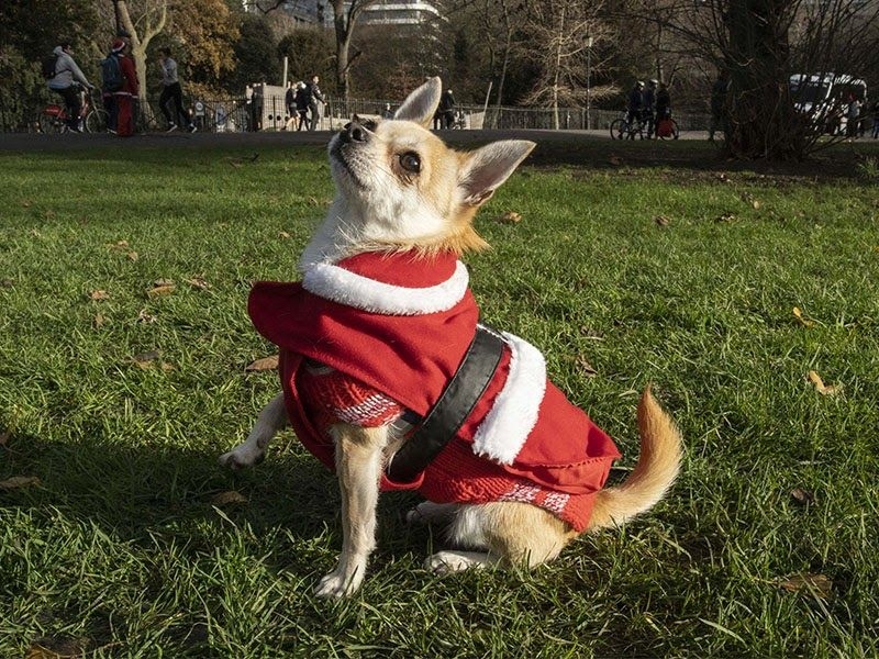 A proud pup sporting a Santa suit