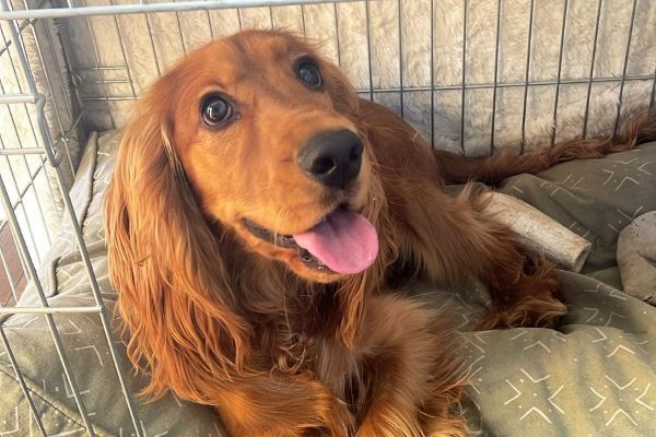 Kermit, the cocker spaniel