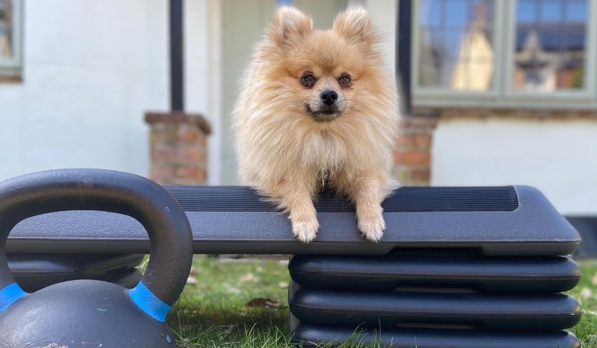 A cute Pomeranian pooch on an aerobic step ready for a fun workout in the garden 