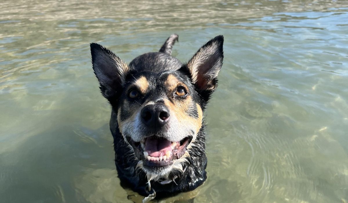 An Australian Kelpie is standing in the calm sea after a fun swim