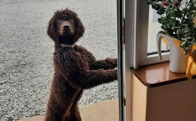 Cúna, the Irish Water Spaniel