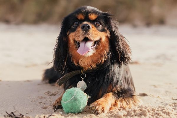 Lily, the Cavalier King Charles Spaniel on a beach