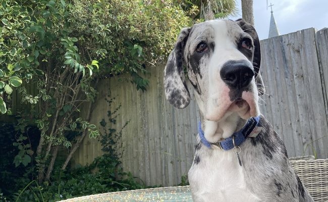 Digby, the Great Dane