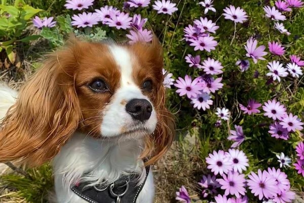 Phoebe, the Cavalier King Charles Spaniel