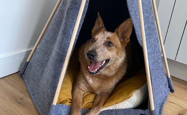 Bandit, the Australian Cattle Dog