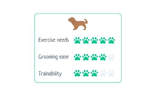 Rhodesian Ridgeback  Exercise Needs 5/5 Grooming Ease 4/5 Trainability 3/5