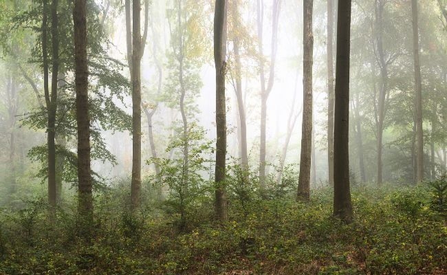 Wendover Woods, Aylesbury on a misty morning